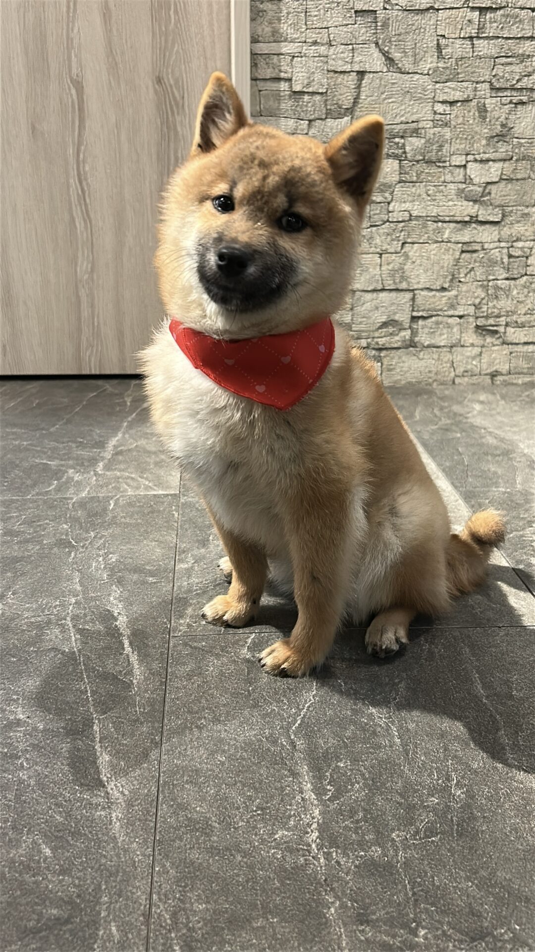 子犬販売情報 | 柴犬専門ブリーダー静岡尤犬荘